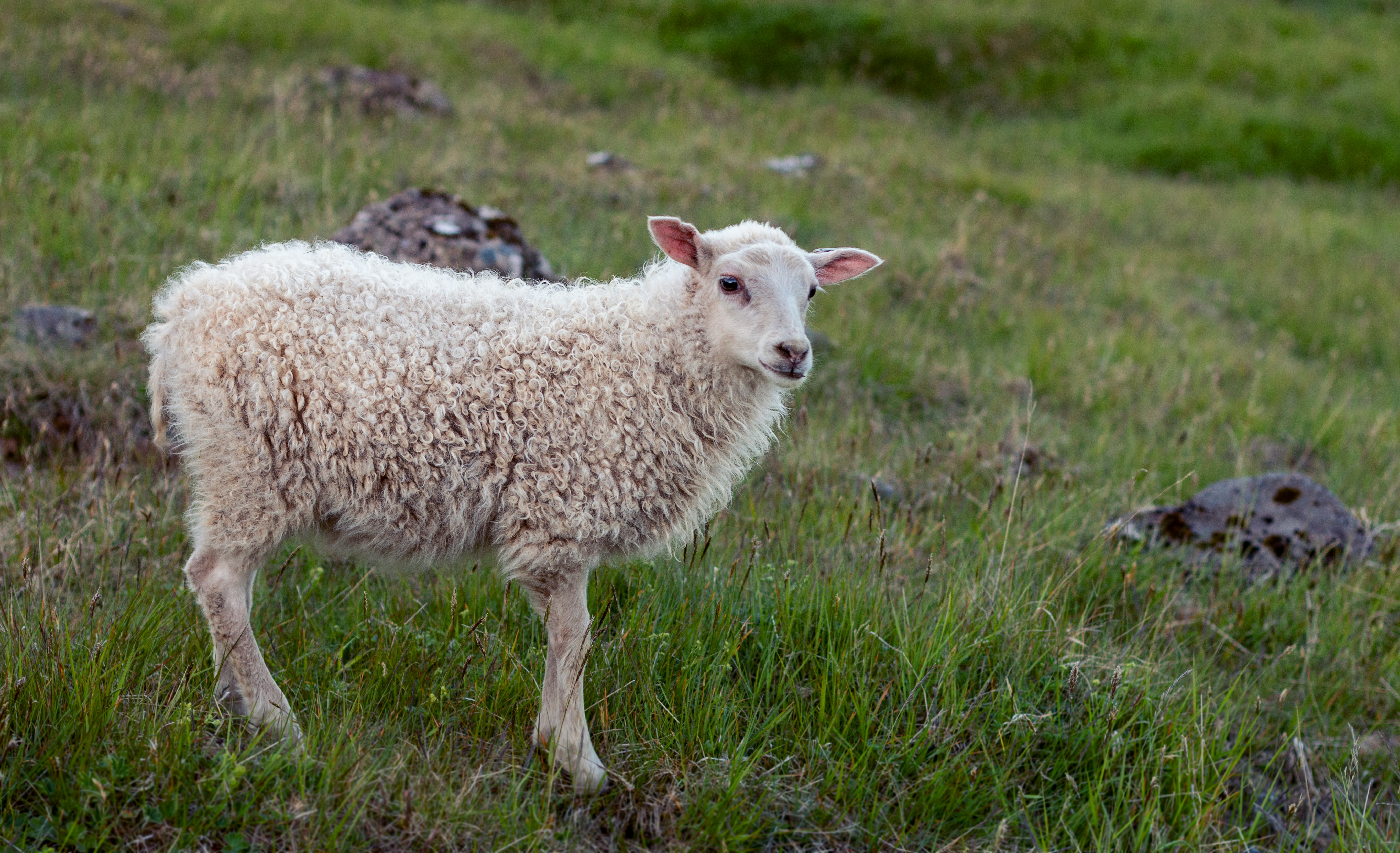 white sheep